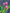 Painting of Pink Tulips